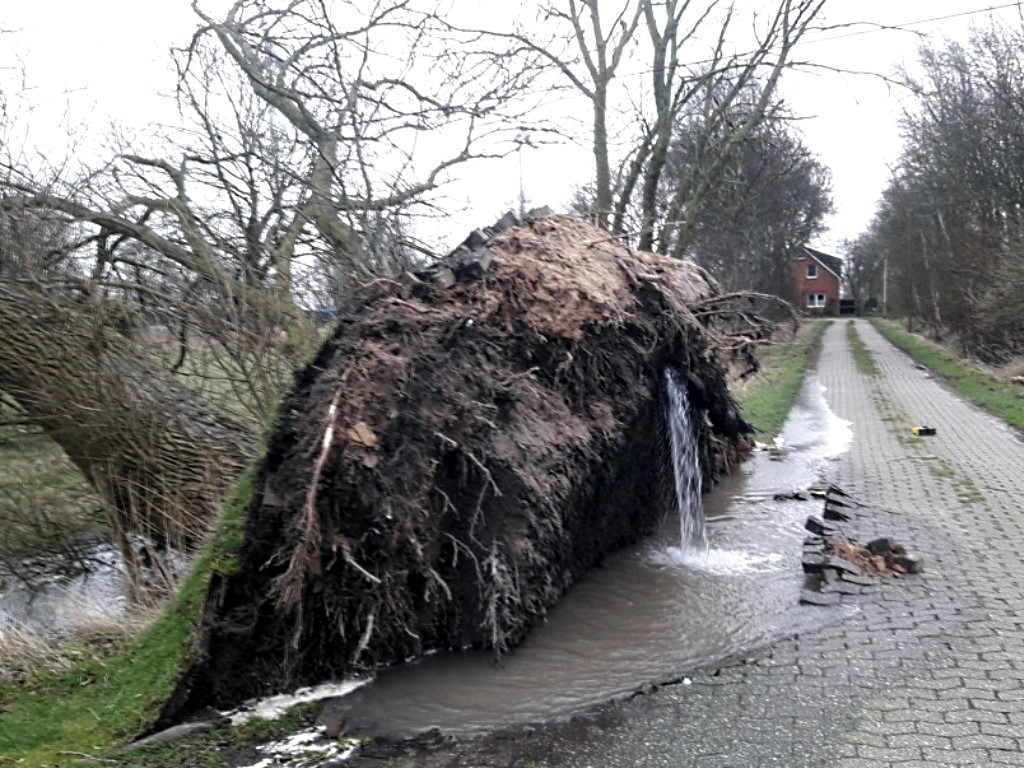 Zu sehen ist ein großer entwurzelter Baum. Die anliegende Pflasterstraße ist beschädigt. Eine durch das Wurzelwerk führende Wasserleitung ist beschädigt. Austretendes Wasser sammelt sich in der entstandenen Grube.